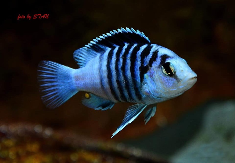 Labidochromis chisumulae 'Chizumulu Island'